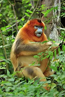 Rhinopithecus: Golden Snub-nosed Monkey