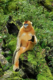 Rhinopithecus: Golden Snub-nosed Monkey