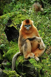 Rhinopithecus: Golden Snub-nosed Monkey