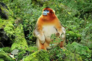 Rhinopithecus: Golden Snub-nosed Monkey
