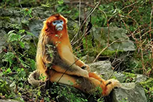 Rhinopithecus: Golden Snub-nosed Monkey