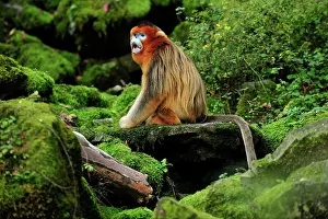 Rhinopithecus: Golden Snub-nosed Monkey