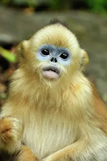 Rhinopithecus: Golden Snub-nosed Monkey