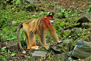 Rhinopithecus: Golden Snub-nosed Monkey