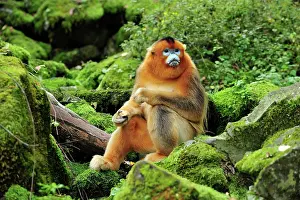 Rhinopithecus: Golden Snub-nosed Monkey