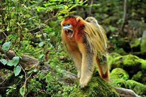 Anger: Golden Snub-nosed Monkey