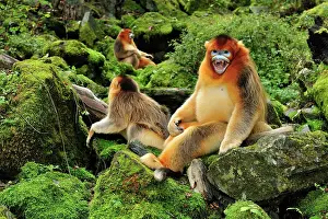 Anger: Golden Snub-nosed Monkey