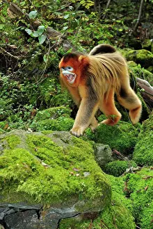 Anger: Golden Snub-nosed Monkey