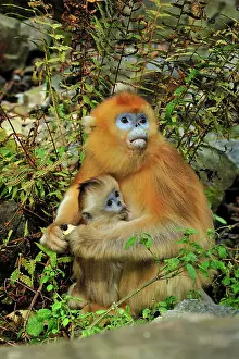 Rhinopithecus: Golden Snub-nosed Monkey