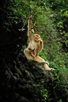 Rhinopithecus: Golden Snub-nosed Monkey