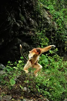 Rhinopithecus: Golden Snub-nosed Monkey