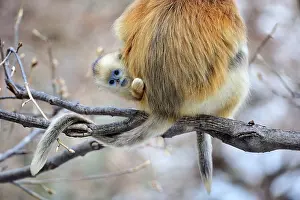 Peeping: Golden Snub-nosed Monkey