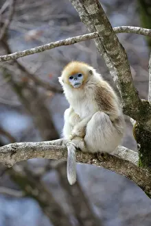 Rhinopithecus: Golden Snub-nosed Monkey