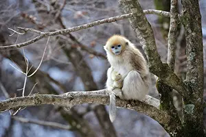 Rhinopithecus: Golden Snub-nosed Monkey