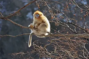 Rhinopithecus: Golden Snub-nosed Monkey