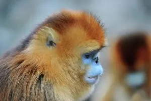 Rhinopithecus: Golden Snub-nosed Monkey