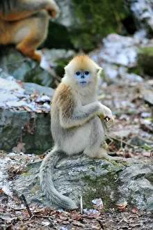 Rhinopithecus: Golden Snub-nosed Monkey