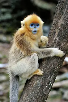 Rhinopithecus: Golden Snub-nosed Monkey