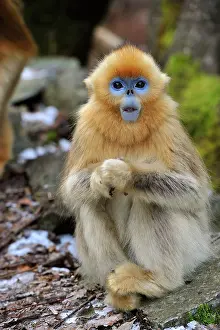 Rhinopithecus: Golden Snub-nosed Monkey