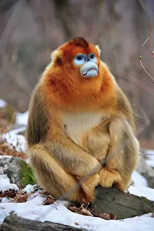Rhinopithecus: Golden Snub-nosed Monkey