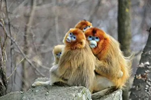 Communities: Golden Snub-nosed Monkey