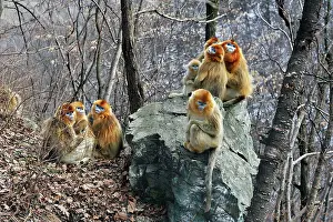 Communities: Golden Snub-nosed Monkey