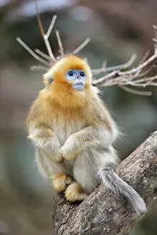 Rhinopithecus: Golden Snub-nosed Monkey