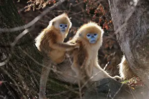 Rhinopithecus: Golden Snub-nosed Monkey - babies