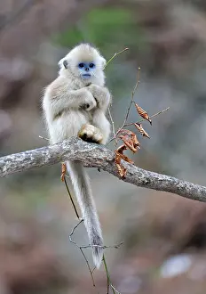 Rhinopithecus: Golden Snub-nosed Monkey - baby