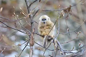 Rhinopithecus: Golden Snub-nosed Monkey - baby