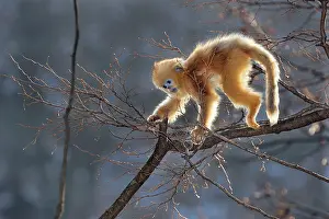 Rhinopithecus: Golden Snub-nosed Monkey - baby
