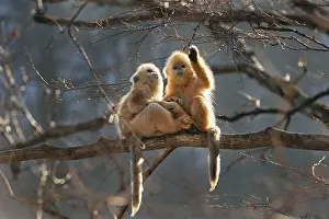 Rhinopithecus: Golden Snub-nosed Monkey - baby