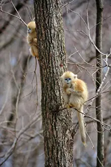 Rhinopithecus: Golden Snub-nosed Monkey - baby
