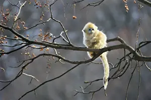 Rhinopithecus: Golden Snub-nosed Monkey - baby