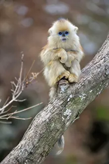 Rhinopithecus: Golden Snub-nosed Monkey - baby