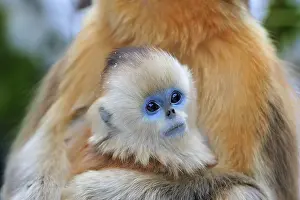 Rhinopithecus: Golden Snub-nosed Monkey - baby
