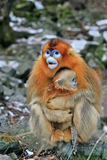 Rhinopithecus: Golden Snub-nosed Monkey - female with baby