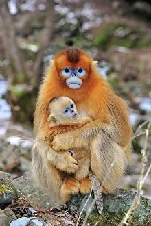 Rhinopithecus: Golden Snub-nosed Monkey - female with baby