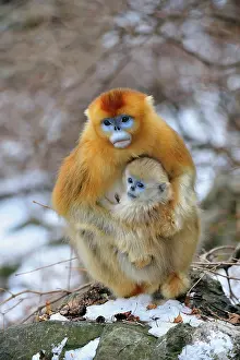 Rhinopithecus: Golden Snub-nosed Monkey - female with baby