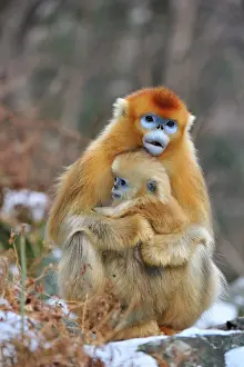 Rhinopithecus: Golden Snub-nosed Monkey - female with baby