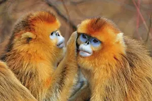 Mutual: Golden Snub-nosed Monkey - grooming