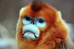 Rhinopithecus: Golden Snub-nosed Monkey - male