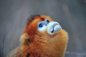 Rhinopithecus: Golden Snub-nosed Monkey - male