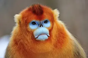 Rhinopithecus: Golden Snub-nosed Monkey - male