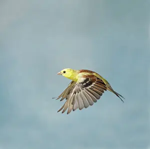 Aviary: Golden Song Sparrow - Male in flight side view