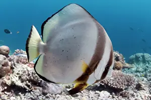 Spadefish: Golden Spadefish