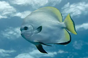 Spadefish: Golden Spadefish - Too Many Fish dive site, Koon
