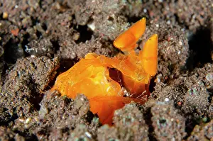 Mantis: Golden Spearing Mantis Shrimp