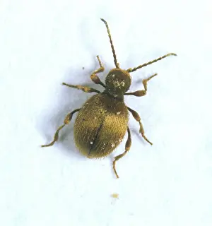 Household: Golden spider beetle (Niptus holeculus)