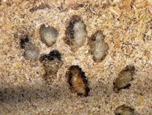 Pupae: Golden Spider Beetle Pupae
